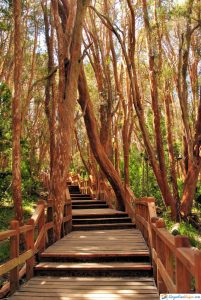 bosque de arrayanes- villa la angostura